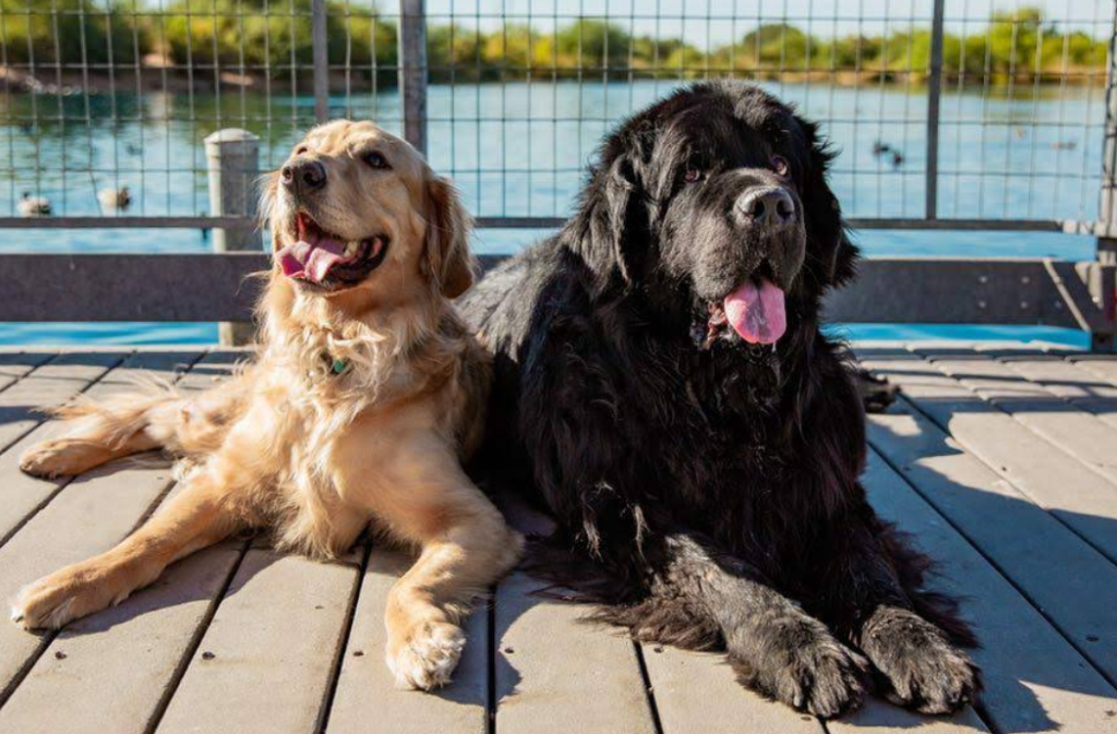 Mak Pack Dog Training & Boarding